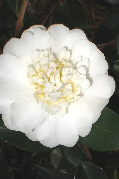 Autumn Rocket Camellia Sasanqua - 1 Gallon Pot Autumn Rocket Camellia Sasanqua - 1 Gallon Pot -Garden Plant Shop Camellia Autumn Rocket 1