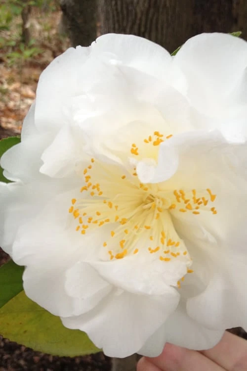 Bessie Battle Camellia Japonica - 3 Gallon Pot Bessie Battle Camellia Japonica - 3 Gallon Pot -Garden Plant Shop Camellia Bessie Battle 1 500x750 1