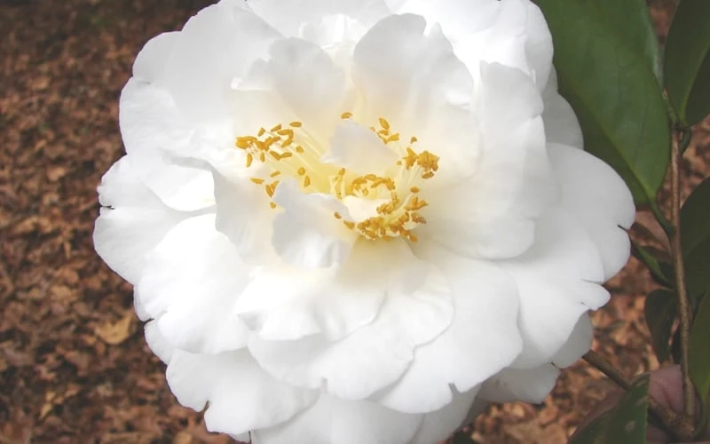 Bessie Battle Camellia Japonica - 3 Gallon Pot Bessie Battle Camellia Japonica - 3 Gallon Pot -Garden Plant Shop Camellia Bessie Battle 1