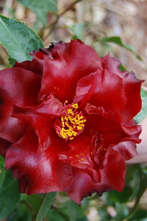 Black Magic Camellia Japonica - 1 Gallon Pot Black Magic Camellia Japonica - 1 Gallon Pot -Garden Plant Shop Camellia Black Magic 2