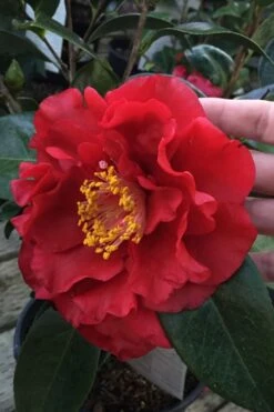 Bob Hope Camellia Japonica - 1 Gallon Pot