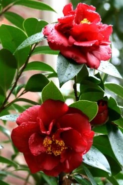 Bob Hope Camellia Japonica - 1 Gallon Pot -Garden Plant Shop Camellia Bob Hope 3 1