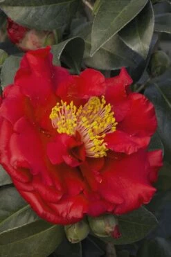 Bob Hope Camellia Japonica - 1 Gallon Pot -Garden Plant Shop Camellia Bob Hope 5 1