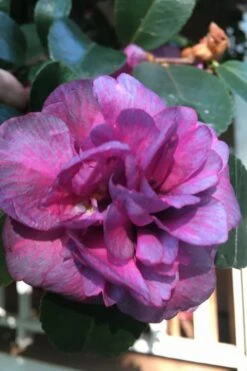Bonanza Purple Camellia Sasanqua - 3 Gallon Pot -Garden Plant Shop Camellia Bonanza Purple 4