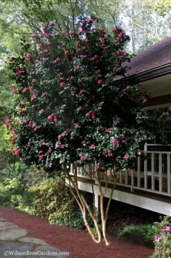 Bonanza Purple Camellia Sasanqua - 3 Gallon Pot -Garden Plant Shop Camellia Bonanza Purple 7