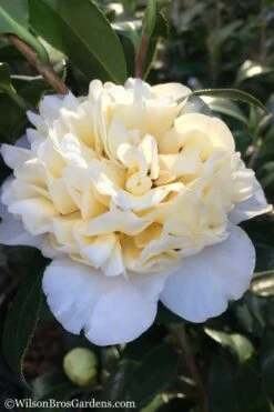 Brushfield Yellow Camellia Japonica - 1 Gallon Pot