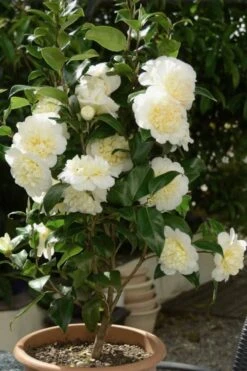Brushfield Yellow Camellia Japonica - 6 Pack Of 1 Gallon Pots -Garden Plant Shop Camellia Brushfield Yellow 500x750 1