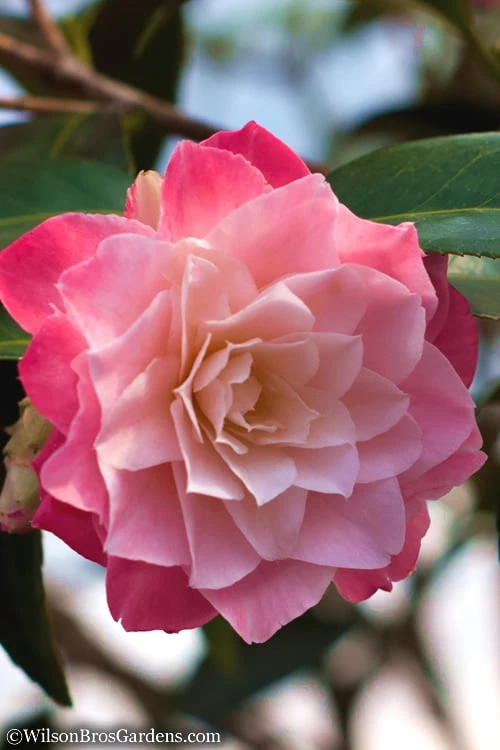 Buttons 'n Bows Camellia Hybrid - 3 Gallon Pot Buttons 'n Bows Camellia Hybrid - 3 Gallon Pot -Garden Plant Shop Camellia Buttons And Bows JW 1