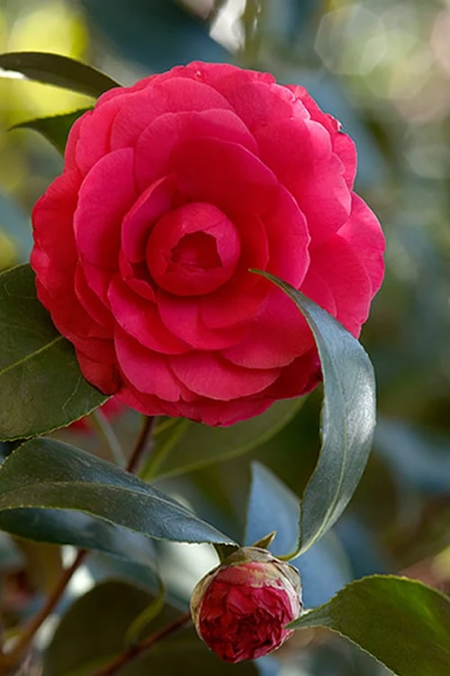 C. M. Hovey Camellia Japonica - 3 Gallon Pot C. M. Hovey Camellia Japonica - 3 Gallon Pot -Garden Plant Shop Camellia C M Hovey 1 500x750 1