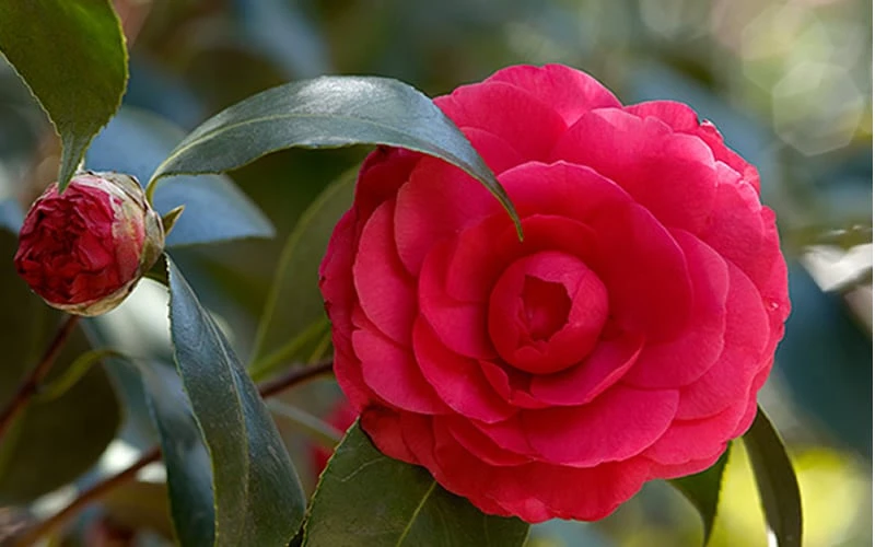 C. M. Hovey Camellia Japonica - 3 Gallon Pot C. M. Hovey Camellia Japonica - 3 Gallon Pot -Garden Plant Shop Camellia C M Hovey 1