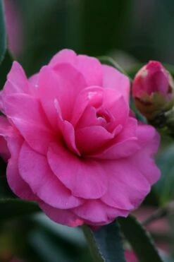 Chansonette Dwarf Weeping Camellia Sasanqua - 3 Gallon Pot -Garden Plant Shop Camellia Chansonette 2