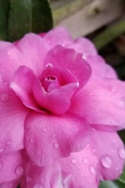Chansonette Dwarf Weeping Camellia Sasanqua - 3 Gallon Pot -Garden Plant Shop Camellia Chansonette 3