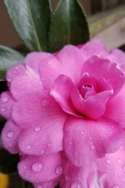 Chansonette Dwarf Weeping Camellia Sasanqua - 3 Gallon Pot -Garden Plant Shop Camellia Chansonette 4