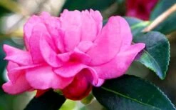 Chansonette Dwarf Weeping Camellia Sasanqua - 3 Gallon Pot -Garden Plant Shop Camellia Chansonette 5