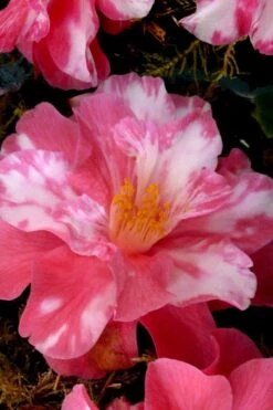 Coral Delight Camellia Hybrid - 3 Gallon Pot -Garden Plant Shop Camellia Coral Delight 15 1