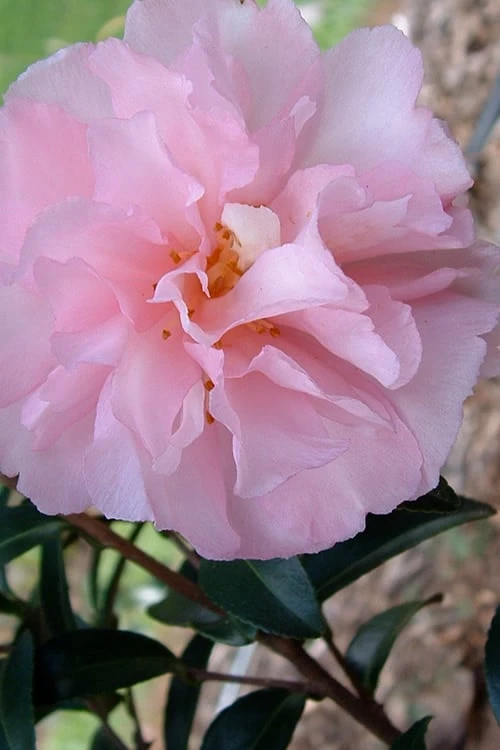 Cotton Candy Camellia Sasanqua - 3 Gallon Pot Cotton Candy Camellia Sasanqua - 3 Gallon Pot -Garden Plant Shop Camellia Cotton Candy 500x750 1