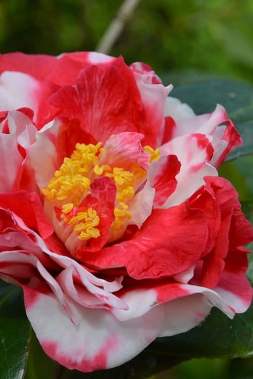 Sacred Dance Camellia Japonica 'Daikagura' - 1 Gallon Pot Sacred Dance Camellia Japonica 'Daikagura' - 1 Gallon Pot -Garden Plant Shop Camellia Daikagura 1 500x750 1