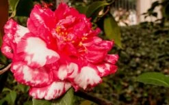 Sacred Dance Camellia Japonica 'Daikagura' - 3 Gallon Pot -Garden Plant Shop Camellia Daikagura 3 1