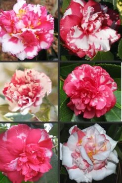 Sacred Dance Camellia Japonica 'Daikagura' - 1 Gallon Pot 3 Sacred Dance Camellia Japonica 'Daikagura' - 1 Gallon Pot -Garden Plant Shop Camellia Daikagura Colors 500x750 1