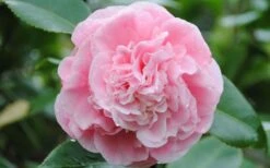 Debutante Pink Camellia Japonica - 1 Gallon Pot -Garden Plant Shop Camellia Debutante Closeup Flower 3