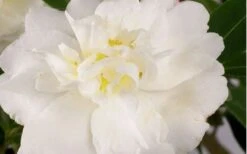Diana Camellia Sasanqua - 2 Gallon Pot -Garden Plant Shop Camellia Diana Flower Closeup