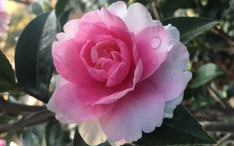 Dream Weaver Camellia Sasanqua - 3 Gallon Pot Dream Weaver Camellia Sasanqua - 3 Gallon Pot -Garden Plant Shop Camellia Dreamweaver 1