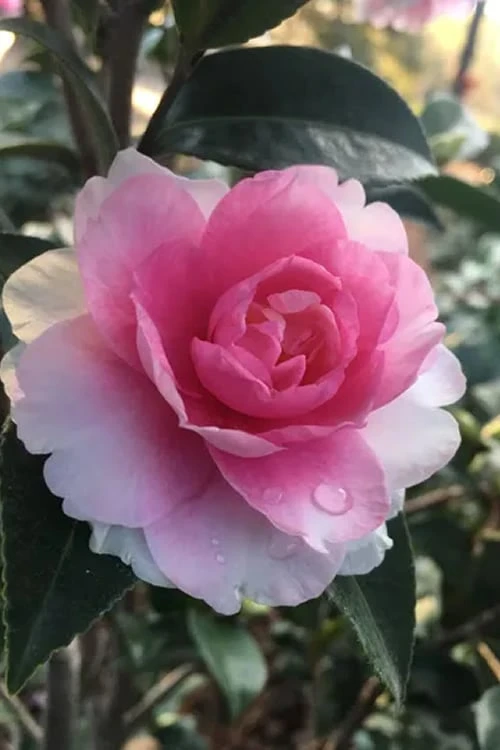 Dream Weaver Camellia Sasanqua - 3 Gallon Pot Dream Weaver Camellia Sasanqua - 3 Gallon Pot -Garden Plant Shop Camellia Dreamweaver 2