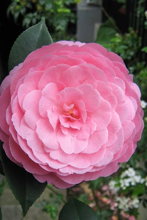 E.G. Waterhouse Camellia - Williamsii Hybrid - 3 Gallon Pot E.G. Waterhouse Camellia - Williamsii Hybrid - 3 Gallon Pot -Garden Plant Shop Camellia EG Waterhouse 1