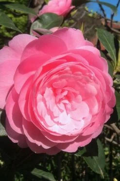 E.G. Waterhouse Camellia - Williamsii Hybrid - 3 Gallon Pot 4 E.G. Waterhouse Camellia - Williamsii Hybrid - 3 Gallon Pot -Garden Plant Shop Camellia EG Waterhouse 2