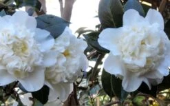 Fifth Avenue White Camellia Japonica - 1 Gallon Pot 4 Fifth Avenue White Camellia Japonica - 1 Gallon Pot -Garden Plant Shop Camellia Fifth Avenue 21 1