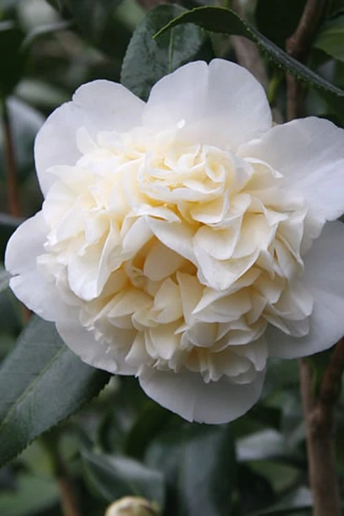 Fifth Avenue White Camellia Japonica - 3 Gallon Pot Fifth Avenue White Camellia Japonica - 3 Gallon Pot -Garden Plant Shop Camellia Fifth Avenue