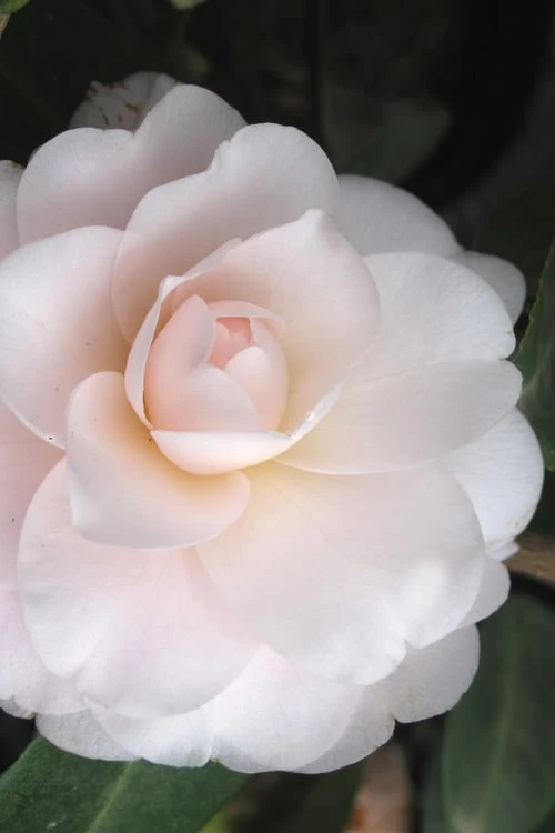 Goggy Camellia Japonica - 3 Gallon Pot Goggy Camellia Japonica - 3 Gallon Pot -Garden Plant Shop Camellia Goggy 1 500x750 1