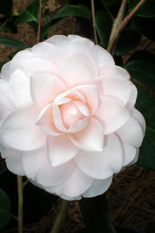 Goggy Camellia Japonica - 3 Gallon Pot Goggy Camellia Japonica - 3 Gallon Pot -Garden Plant Shop Camellia Goggy 3