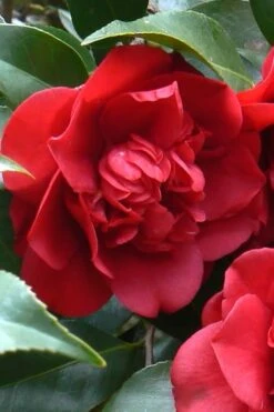 Governor Mouton Red Camellia Japonica - 1 Gallon Pot