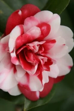 Governor Mouton Red Camellia Japonica - 3 Gallon Pot -Garden Plant Shop Camellia Governor Mouton 7