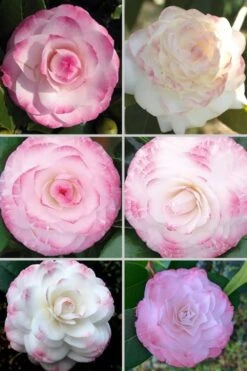 Grace Albritton Camellia Japonica - 1 Gallon Pot 3 Grace Albritton Camellia Japonica - 1 Gallon Pot -Garden Plant Shop Camellia Grace Albritton 4