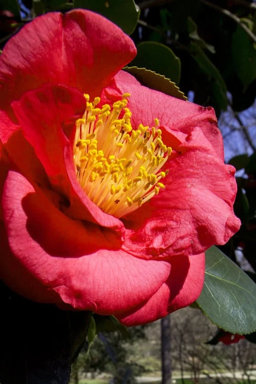 Greensboro Red Camellia Japonica - 3 Gallon Pot Greensboro Red Camellia Japonica - 3 Gallon Pot -Garden Plant Shop Camellia Greensboro Red 1 500x750 3