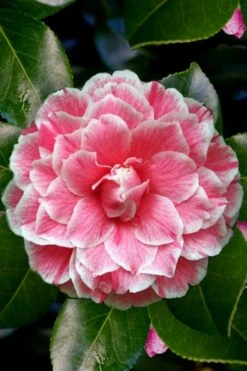 Brilliant Gem Fragrant Camellia Japonica 'Herme' - 1 Gallon Pot -Garden Plant Shop Camellia Herrmes 4