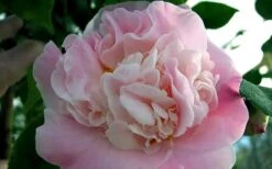 High Fragrance Camellia Hybrid - 6 Pack Of 1 Gallon Pots -Garden Plant Shop Camellia High Fragrance 5