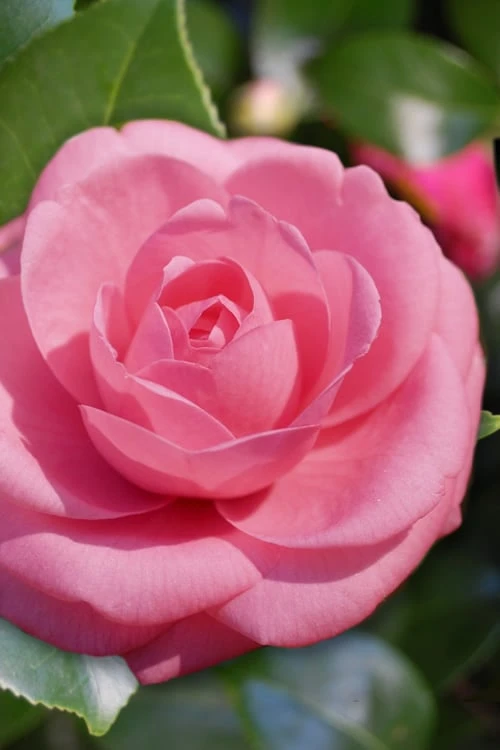 Jerry Hill Pink Camellia - 1 Gallon Pot Jerry Hill Pink Camellia - 1 Gallon Pot -Garden Plant Shop Camellia Jerry Hill 1 1