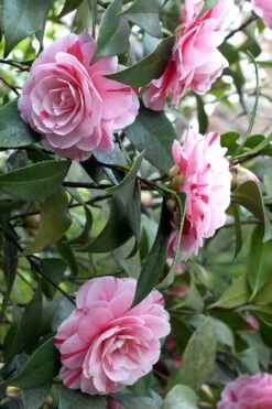 LA Peppermint Camellia Japonica - 3 Gallon Pot 5 LA Peppermint Camellia Japonica - 3 Gallon Pot -Garden Plant Shop Camellia La Peppermint 1