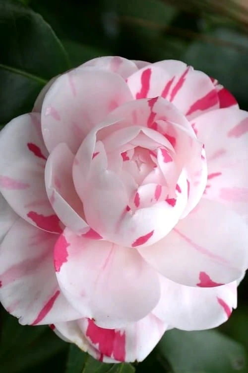LA Peppermint Camellia Japonica - 3 Gallon Pot LA Peppermint Camellia Japonica - 3 Gallon Pot -Garden Plant Shop Camellia La Peppermint 2