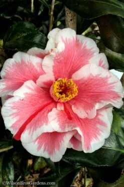 Lady Vansittart Multicolor Camellia Japonica - 1 Gallon Pot 3 Lady Vansittart Multicolor Camellia Japonica - 1 Gallon Pot -Garden Plant Shop Camellia Lady Vansittart 12
