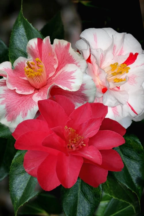 Lady Vansittart Multicolor Camellia Japonica - 1 Gallon Pot Lady Vansittart Multicolor Camellia Japonica - 1 Gallon Pot -Garden Plant Shop Camellia Lady Vansittart 50