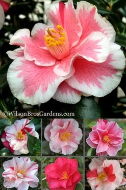 Lady Vansittart Multicolor Camellia Japonica - 1 Gallon Pot 6 Lady Vansittart Multicolor Camellia Japonica - 1 Gallon Pot -Garden Plant Shop Camellia Lady Vansittart 500x750 1