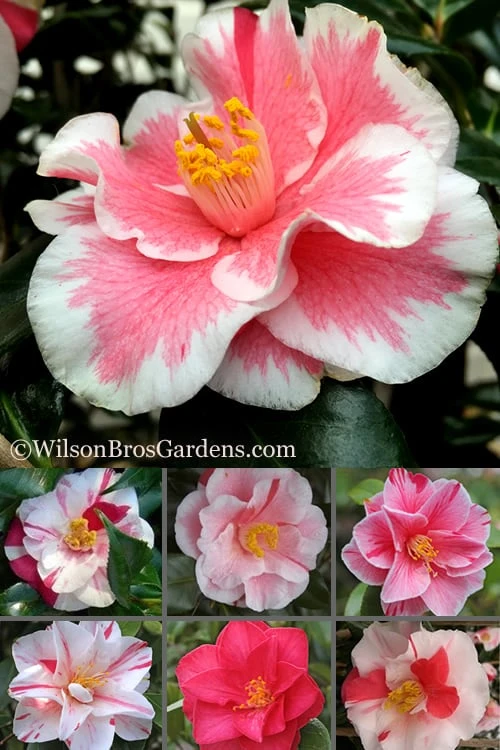 Lady Vansittart Multicolor Camellia Japonica - 1 Gallon Pot Lady Vansittart Multicolor Camellia Japonica - 1 Gallon Pot -Garden Plant Shop Camellia Lady Vansittart 500x750 1
