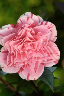 Les Marbury Camellia Japonica - 3 Gallon Pot -Garden Plant Shop Camellia Les Marbury 3