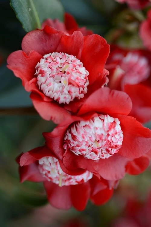 Lipstick Red Camellia Japonica - 3 Gallon Pot Lipstick Red Camellia Japonica - 3 Gallon Pot -Garden Plant Shop Camellia Lipstick 1