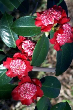 Lipstick Red Camellia Japonica - 3 Gallon Pot 5 Lipstick Red Camellia Japonica - 3 Gallon Pot -Garden Plant Shop Camellia Lipstick 3