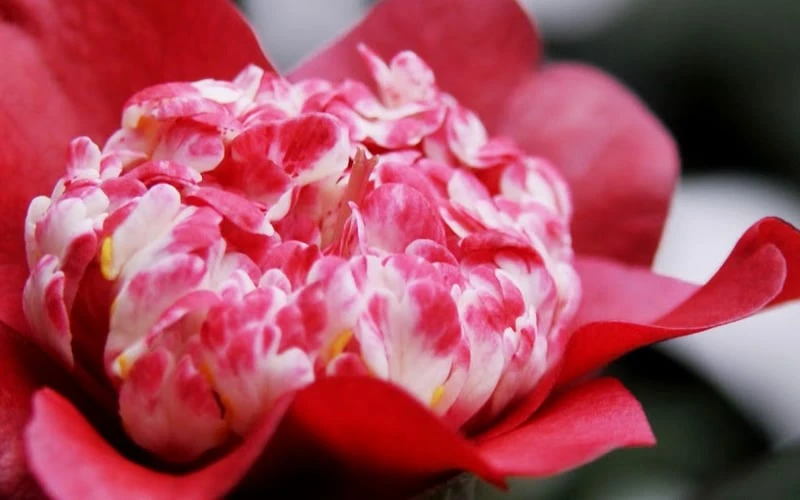 Lipstick Red Camellia Japonica - 3 Gallon Pot Lipstick Red Camellia Japonica - 3 Gallon Pot -Garden Plant Shop Camellia Lipstick 4